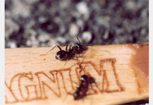 kleine Ameisen ganz groß