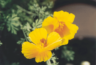 Goldmohn (Eschscholzia californica) - kaum geht die Sonne weg, räumt er sich auf